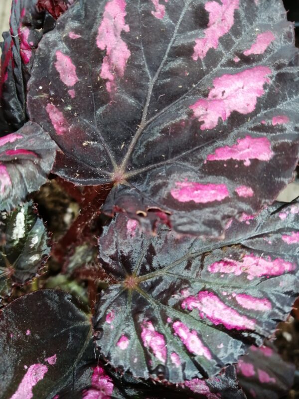 Begonia Boston Cherries'n Chocolate, foto 4
