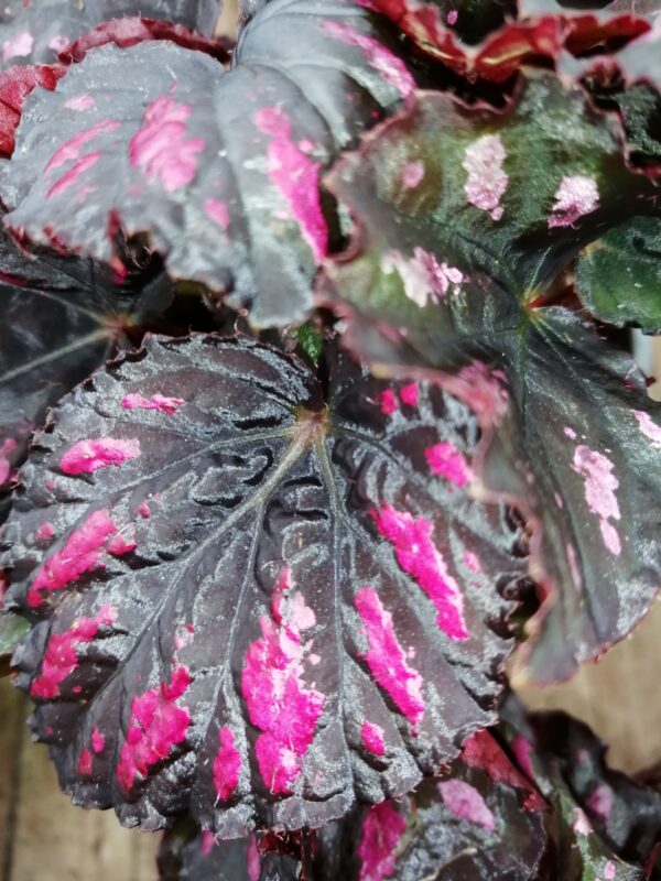 Begonia Boston Cherries'n Chocolate, foto 3