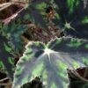 Begonia bowerae 'Taurus', pianta da interno