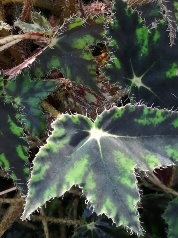 Begonia bowerae 'Taurus', pianta da interno