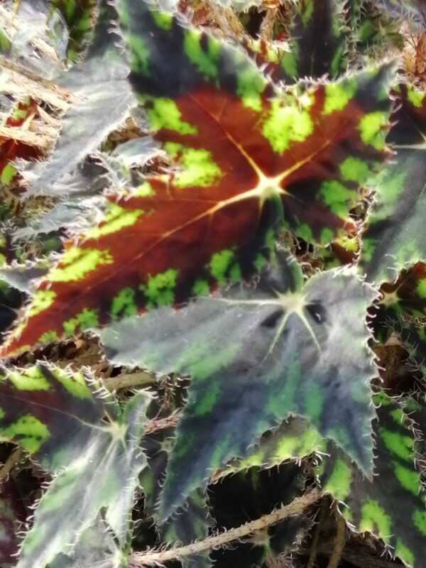 Begonia bowerae 'Taurus', foto 2