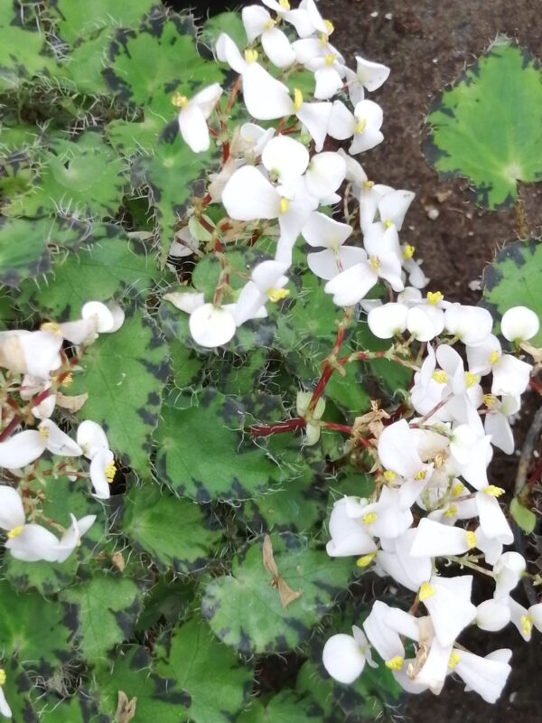 Begonia bowerae var. bowerae minor, foto 2