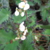 Begonia bowerae var. bowerae minor, pianta da interno