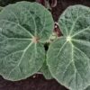 Begonia paleata, pianta da interno
