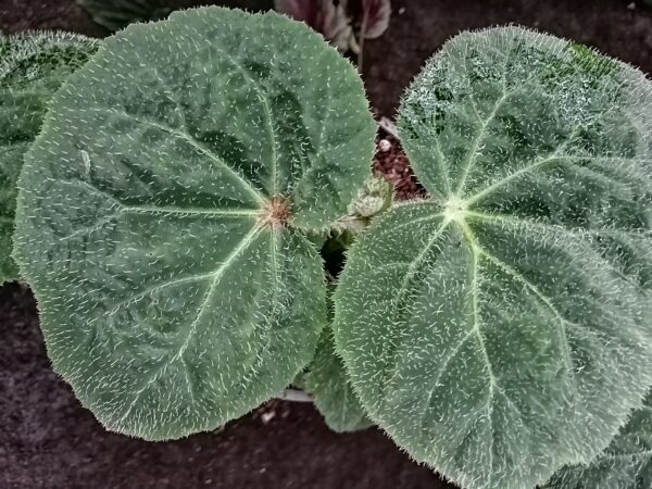 Begonia paleata, pianta da interno
