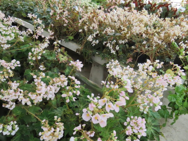 Begonia bowerae var. bowerae Ziesenhenne, foto 2