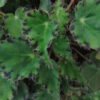Begonia bowerae var. bowerae Ziesenhenne, pianta da interno