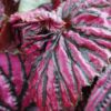 Begonia brevirimosa subs. exotica, pianta da interno