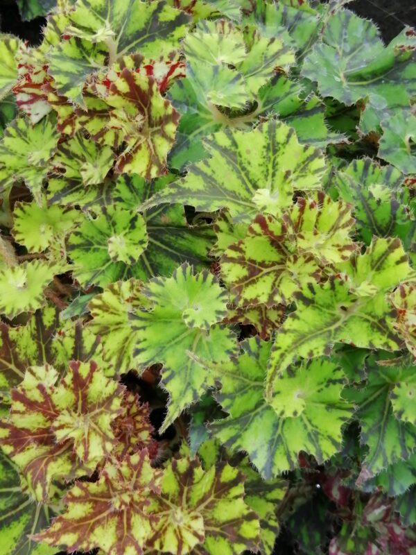 Begonia 'Brown Twist', foto 2