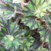 Begonia 'Brown Twist', pianta da interno