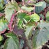 Begonia bufoderma, pianta da interno