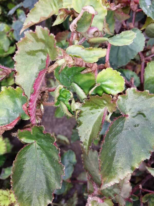 Begonia bufoderma, pianta da interno