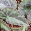 Begonia burkillii, pianta da interno