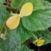 Begonia Buttercup, pianta da interno