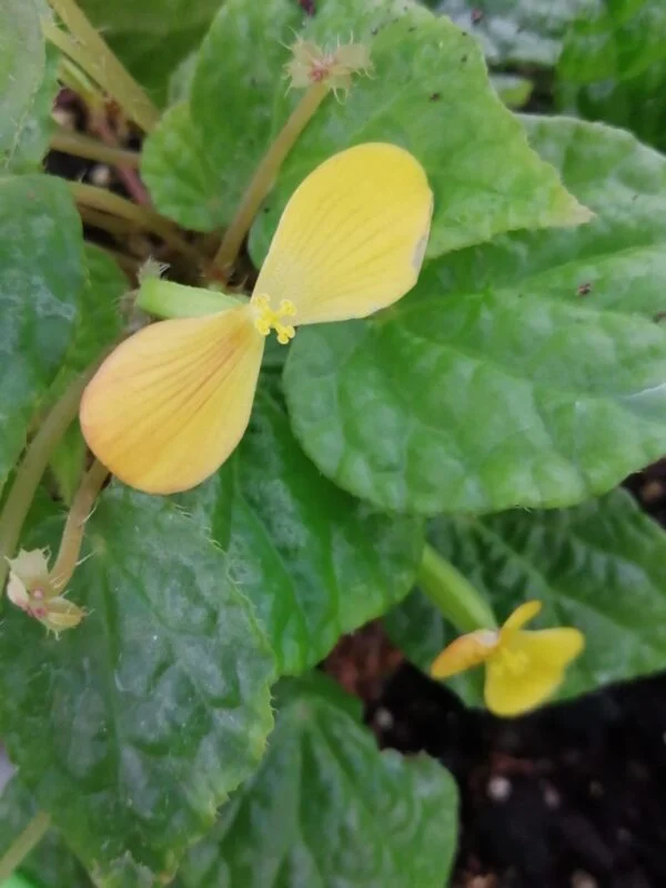 Begonia Buttercup, pianta da interno