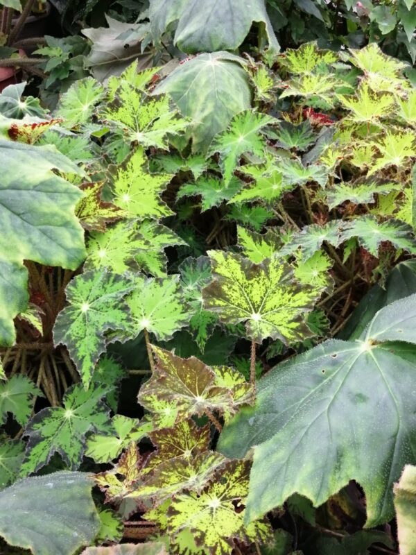 Begonia Caribbean King, foto 2