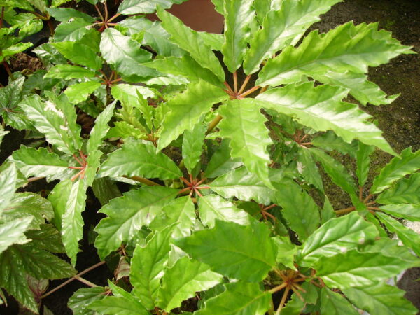 Begonia carolinaefolia, foto 3
