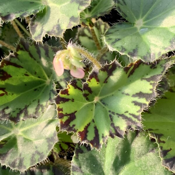 Begonia melanobullata, foto 7