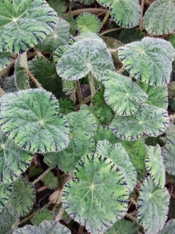 Begonia Chichee, foto 4