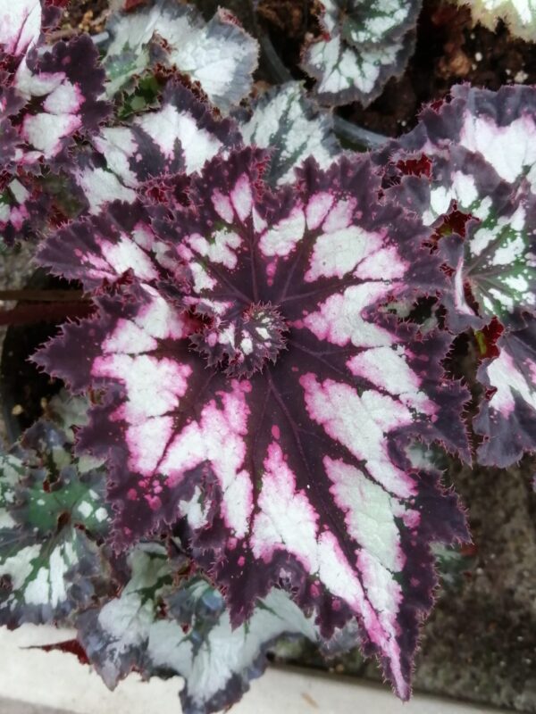 Begonia China Curly, foto 3