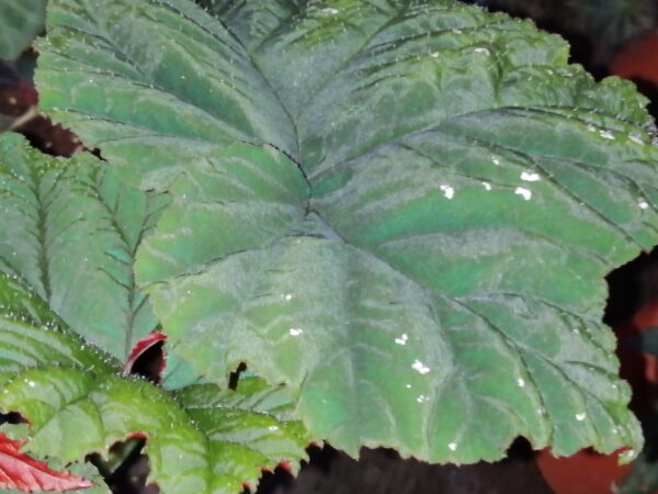 Begonia chloroneura, foto 5