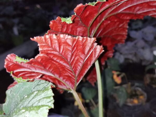 Begonia chloroneura, foto 6