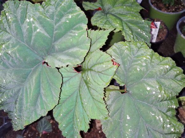 Begonia chloroneura, foto 7