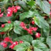 Begonia Christmas Candy, pianta da interno e da esterno