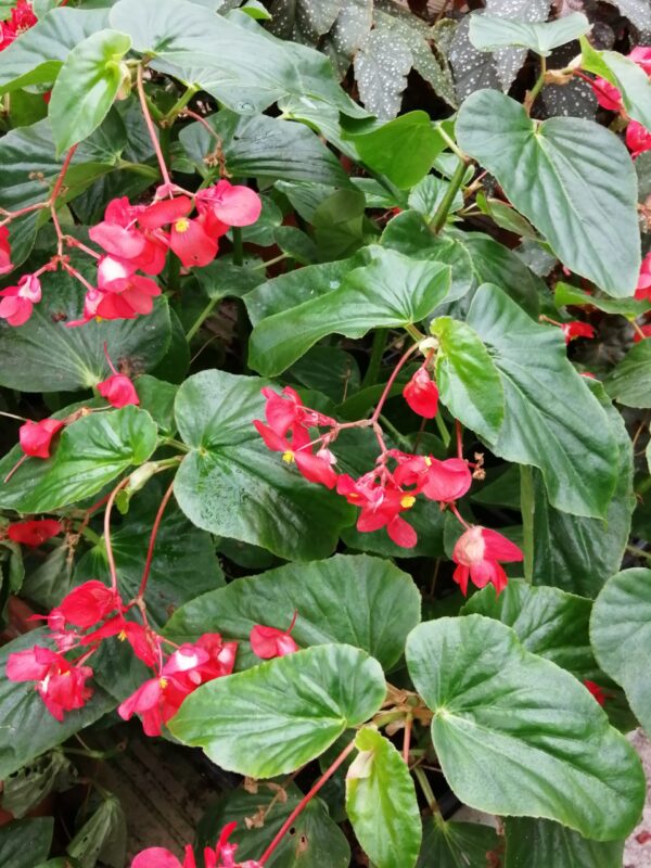 Begonia Christmas Candy, pianta da interno e da esterno