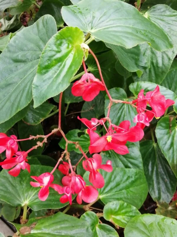 Begonia Christmas Candy, foto 2