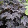 Begonia Chumash, pianta da interno