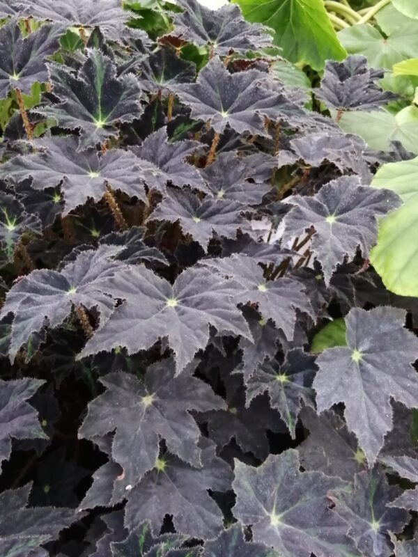 Begonia Chumash, pianta da interno