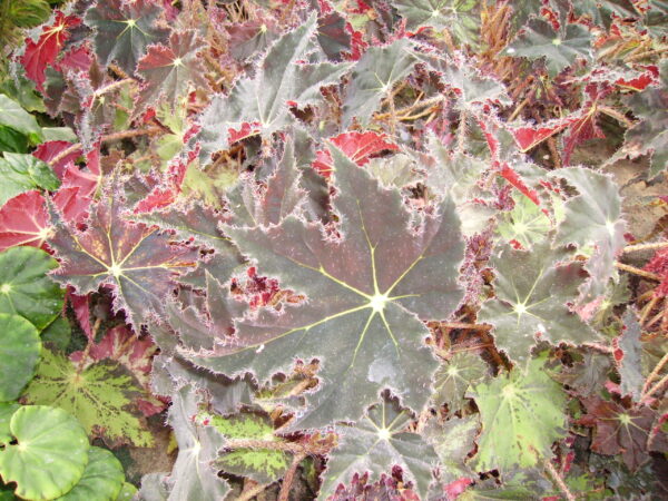 Begonia Cleopatra, foto 6