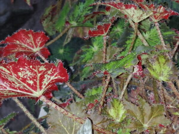 Begonia Cleopatra, foto 3