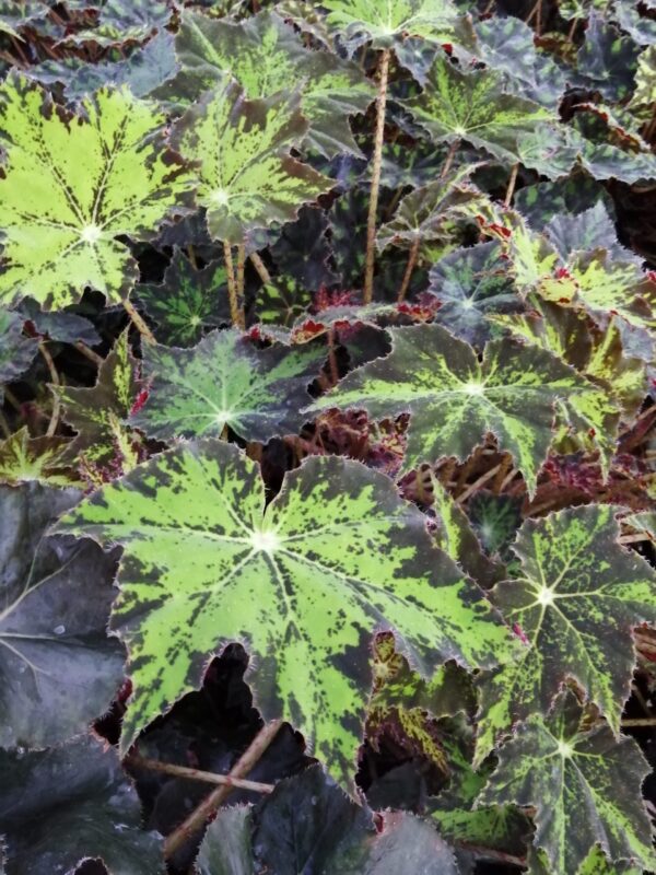 Begonia Cleopatra, foto 2