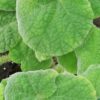 Begonia carrieae, pianta da interno