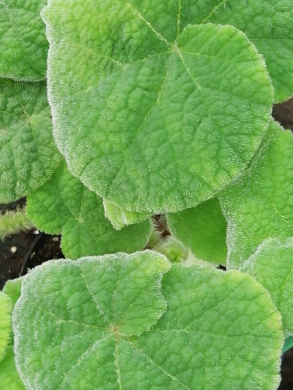 Begonia carrieae, pianta da interno