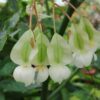 Begonia coccinea Speciosa, pianta da interno