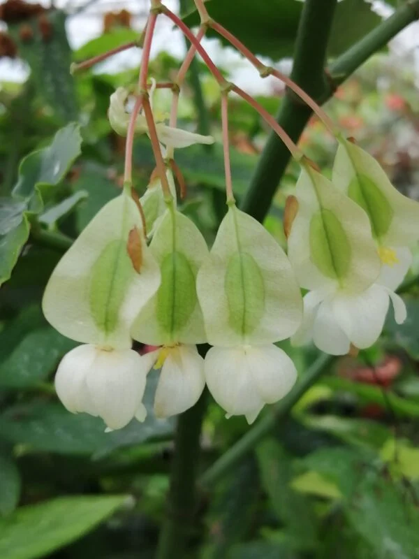 Begonia coccinea Speciosa, pianta da interno