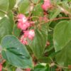 Begonia Cockatoo, pianta da interno e da esterno