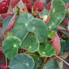 Begonia sanguinea, pianta da interno