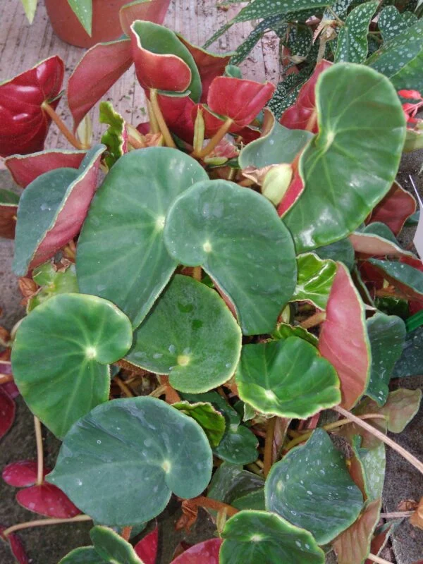 Begonia sanguinea, pianta da interno