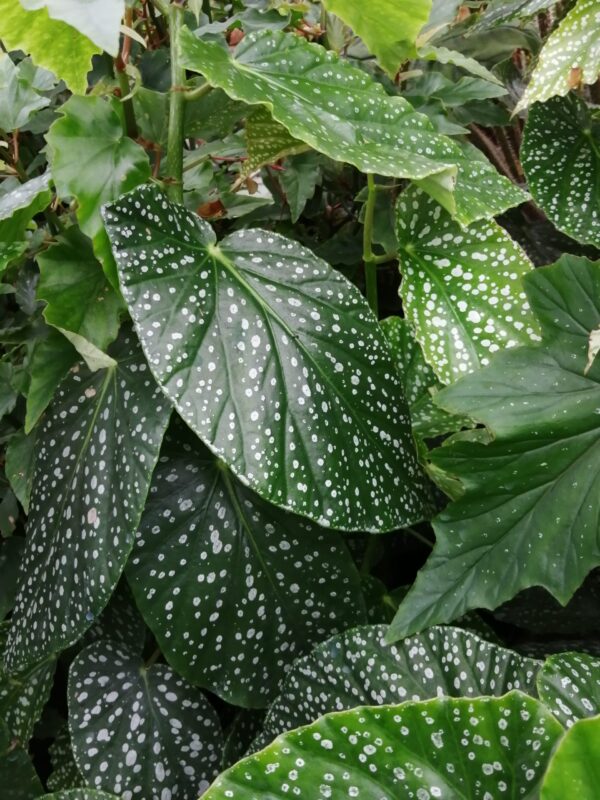 Begonia 'Comte de Lesseps', foto 2