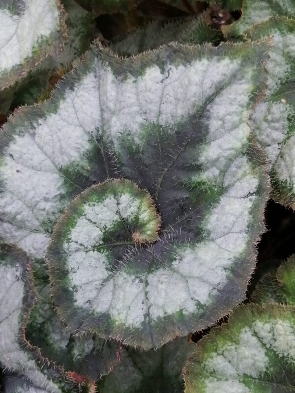 Begonia Comtesse Louise Erdody, foto 2