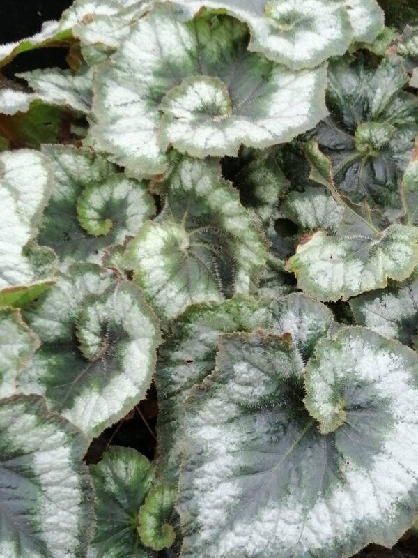 Begonia Comtesse Louise Erdody, pianta da interno