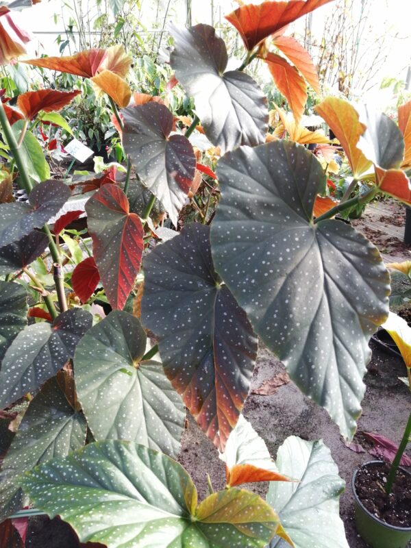 Begonia Corallina de Lucerna, foto 4