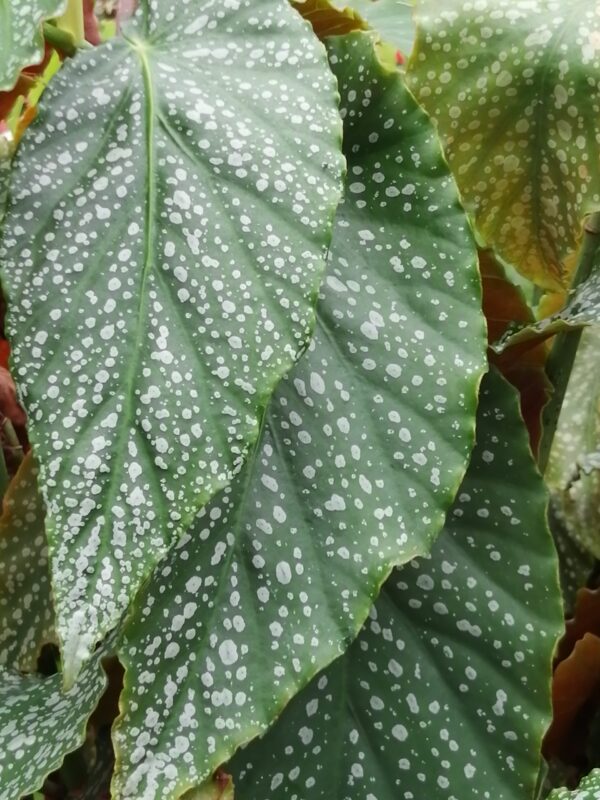 Begonia 'Country Patchwork', foto 2