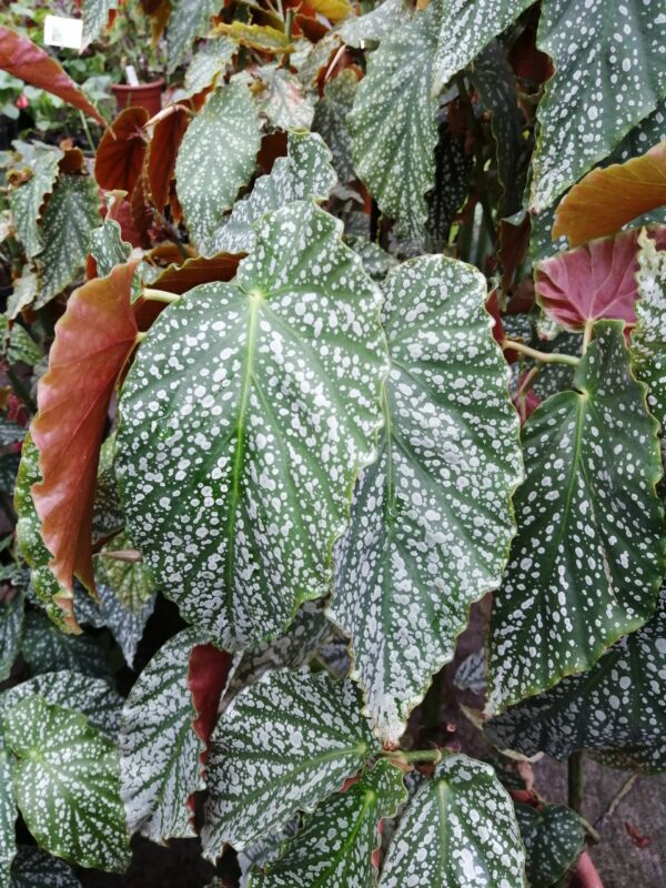 Begonia 'Country Patchwork', foto 3