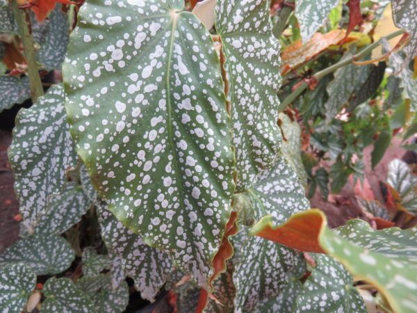 Begonia 'Country Patchwork', pianta da interno