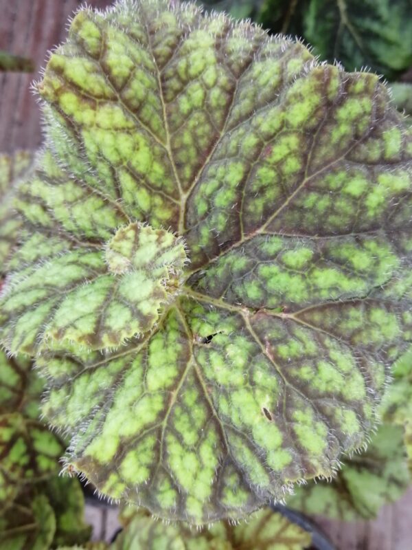 Begonia Cowardly Lion, foto 2